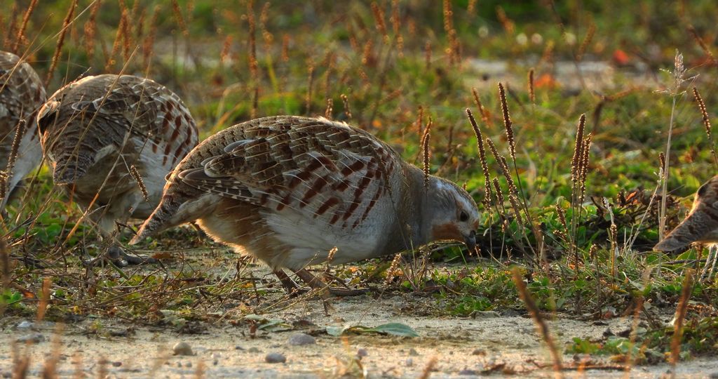 Kuropatwa zwyczajna, kuropatwa (Perdix perdix)