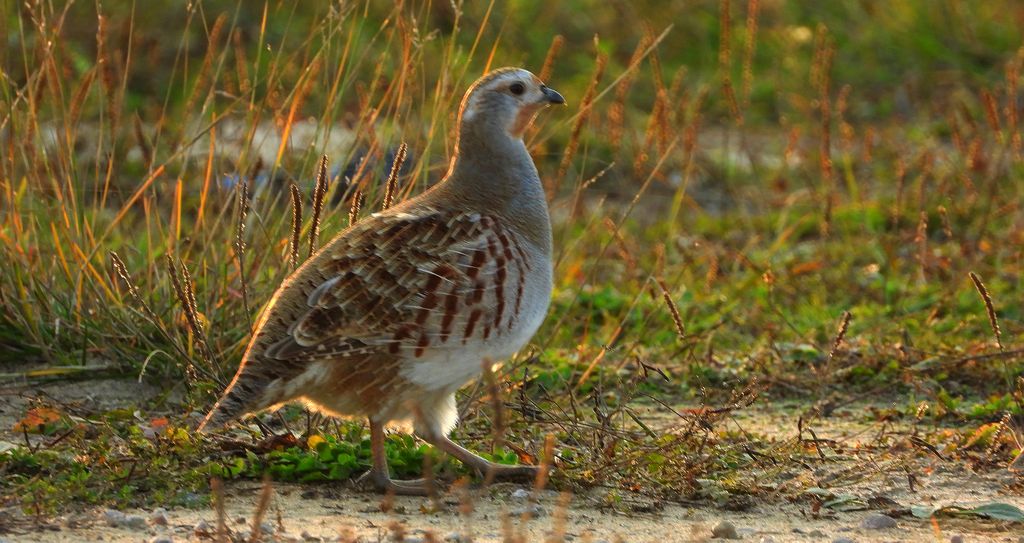 Kuropatwa zwyczajna, kuropatwa (Perdix perdix)