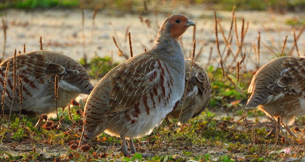 Kuropatwa zwyczajna, kuropatwa (Perdix perdix)