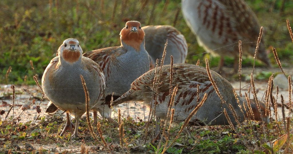 Kuropatwa zwyczajna, kuropatwa (Perdix perdix)