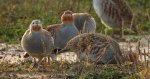 Kuropatwa zwyczajna, kuropatwa (Perdix perdix)