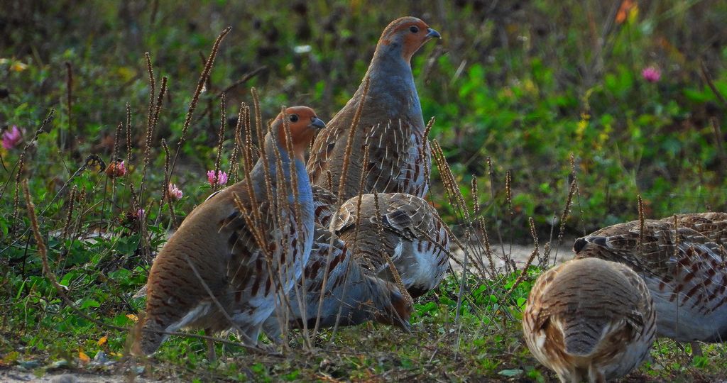 Kuropatwa zwyczajna, kuropatwa (Perdix perdix)