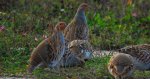 Kuropatwa zwyczajna, kuropatwa (Perdix perdix)