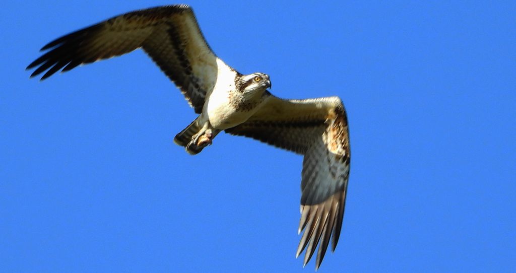 Rybołów (Pandion haliaetus)