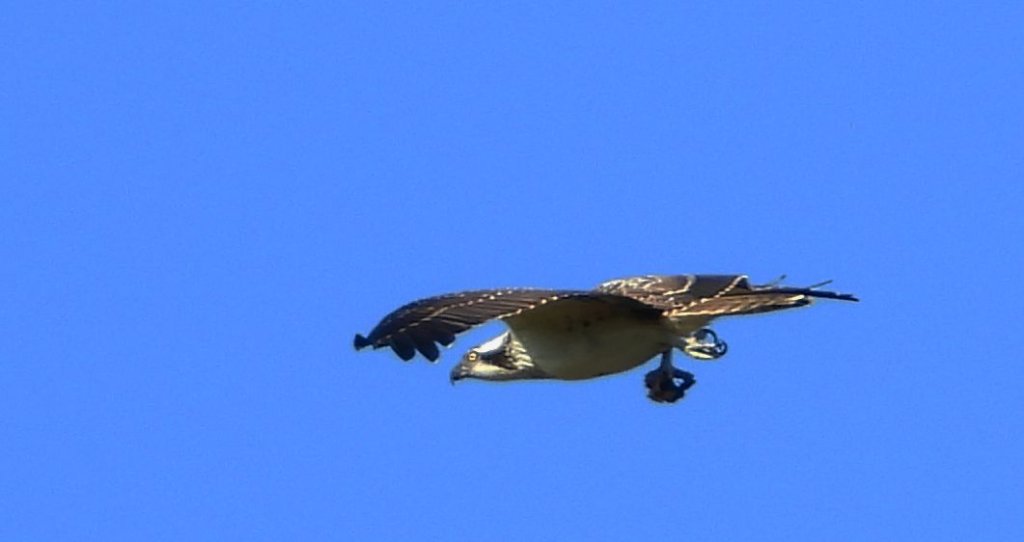 Rybołów (Pandion haliaetus)