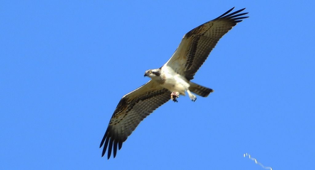 Rybołów (Pandion haliaetus)