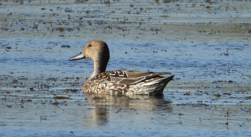 Rożeniec zwyczajny, rożeniec (Anas acuta)