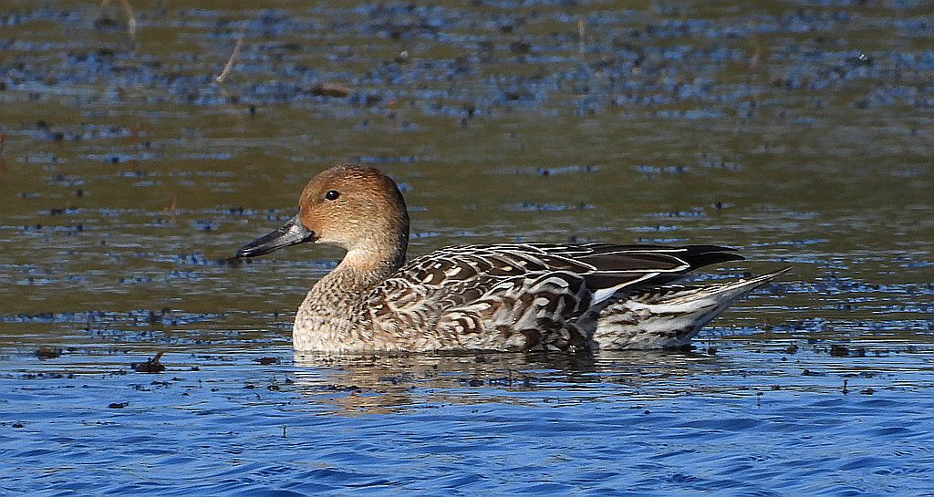 Rożeniec zwyczajny, rożeniec (Anas acuta)