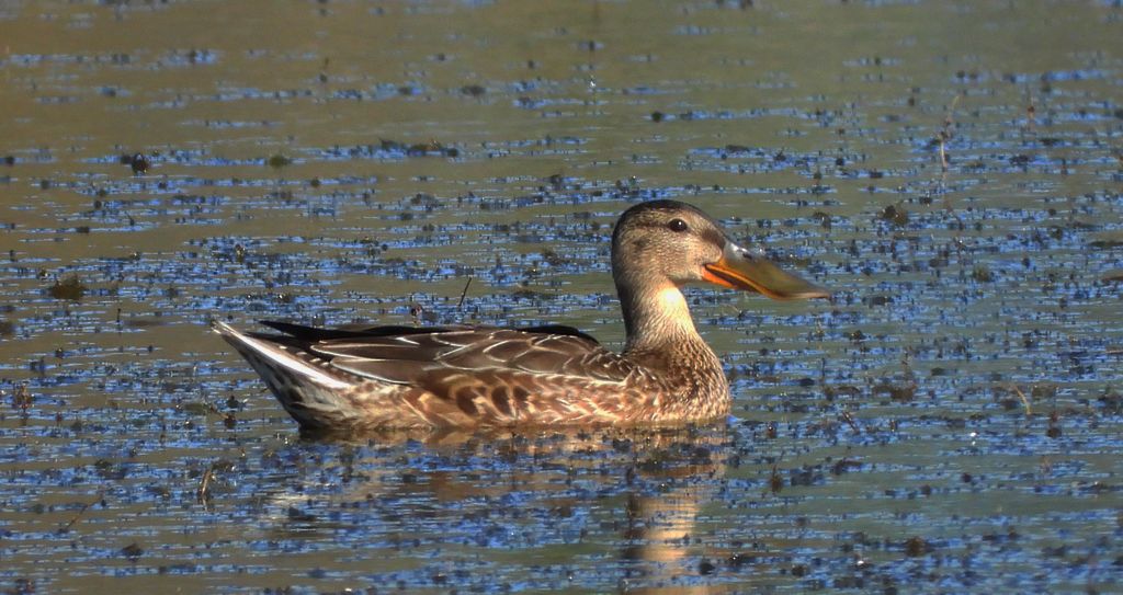 Płaskonos zwyczajny, płaskonos (Spatula clypeata)