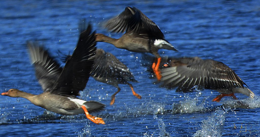 Gęś zbożowa, posiewnica (Anser fabalis)