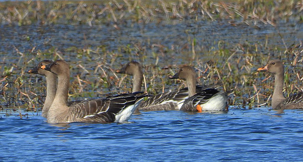 Gęś zbożowa, posiewnica (Anser fabalis)