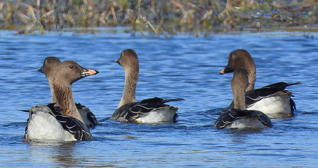 Gęś zbożowa, posiewnica (Anser fabalis)