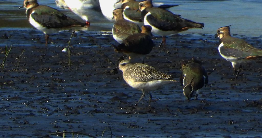 Czajka zwyczajna, czajka, czajka pospolita (Vanellus vanellus) i siewnica (Pluvialis squatarola)