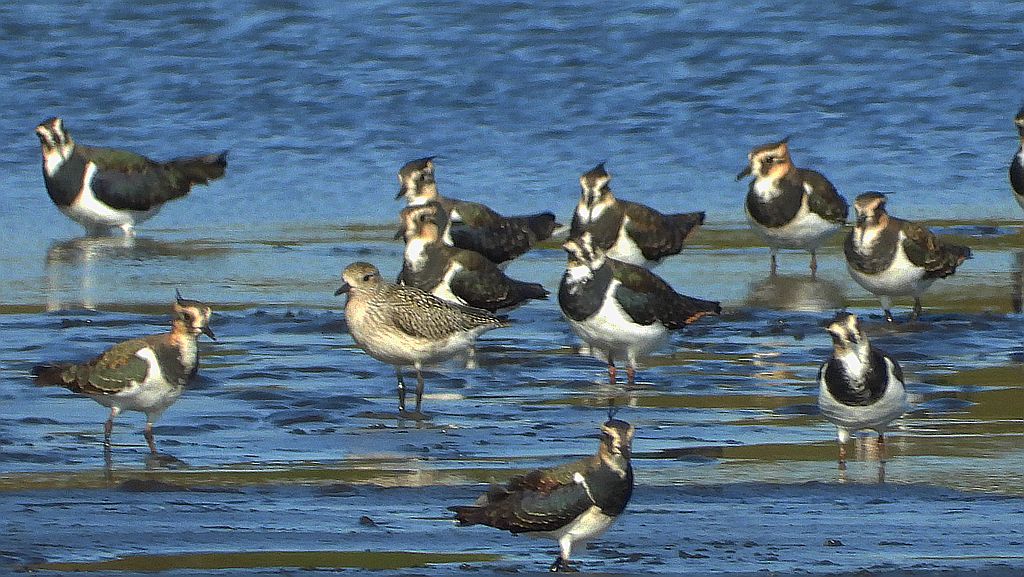 Czajka zwyczajna, czajka, czajka pospolita (Vanellus vanellus) i siewnica (Pluvialis squatarola)