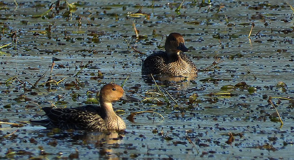 Rożeniec zwyczajny, rożeniec (Anas acuta)