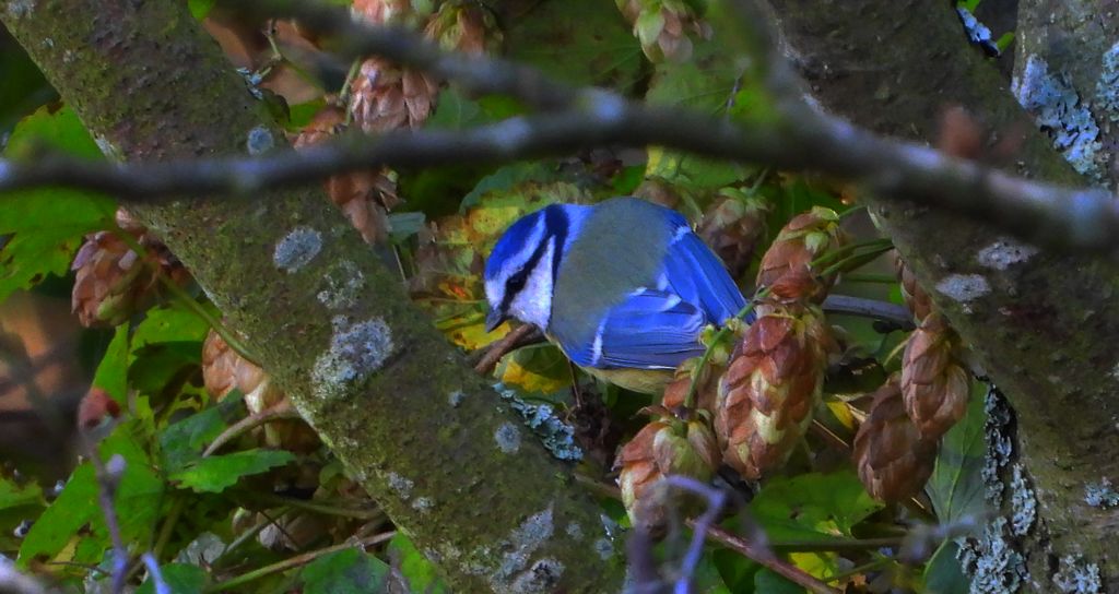 Modraszka zwyczajna, modraszka, sikora modra (Cyanistes caeruleus)