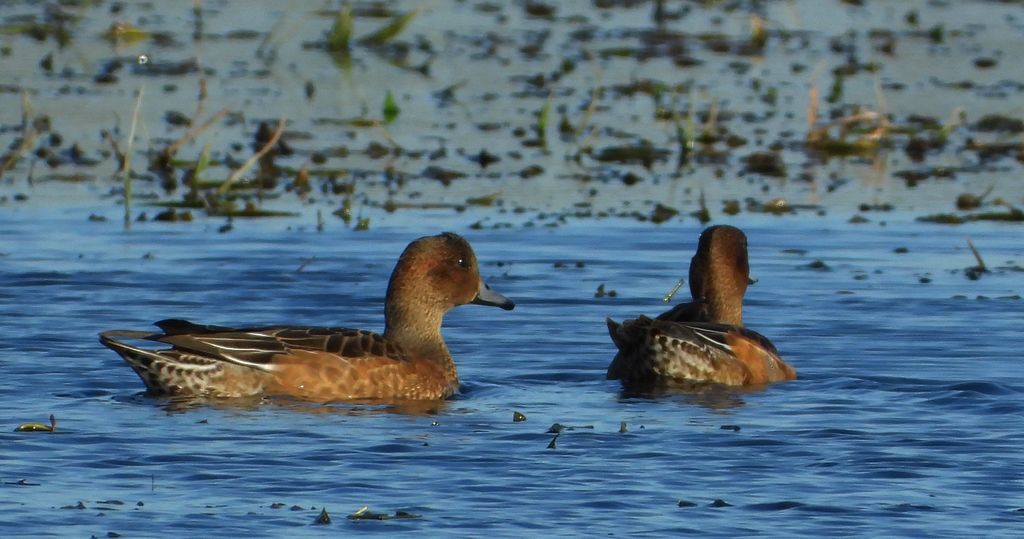 Świstun zwyczajny, świstun (Mareca penelope)