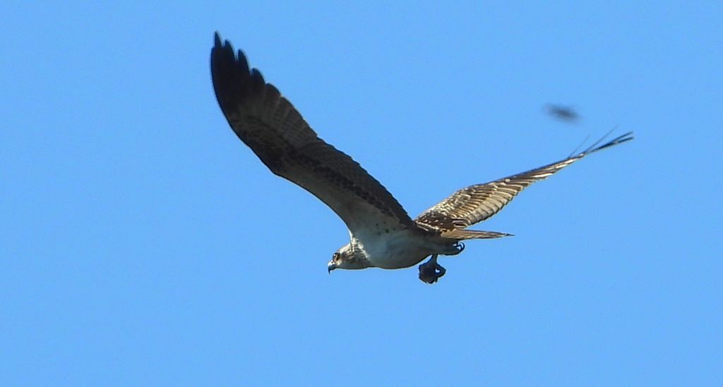 Rybołów (Pandion haliaetus)