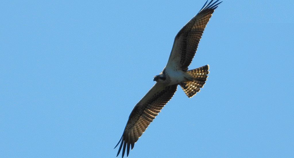 Rybołów (Pandion haliaetus)