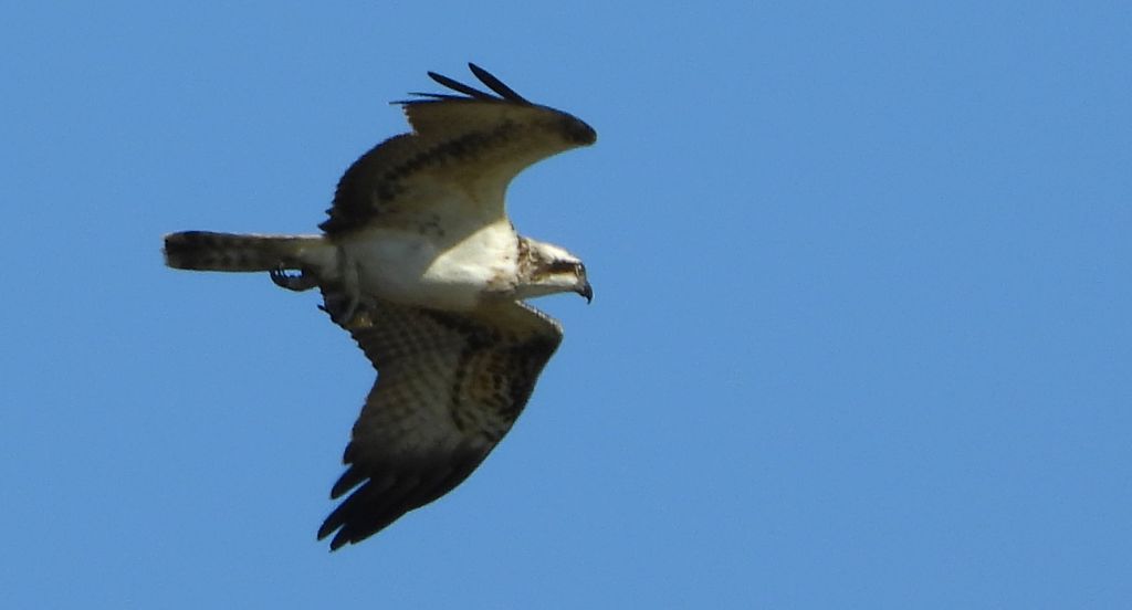Rybołów (Pandion haliaetus)