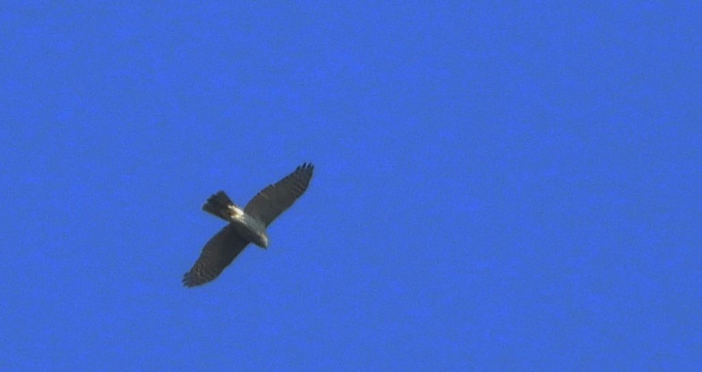 Krogulec zwyczajny, krogulec, jastrząb wróblarz (Accipiter nisus)