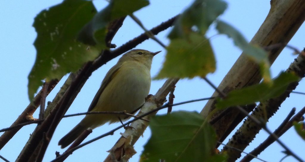 Piecuszek (Phylloscopus trochilus)
