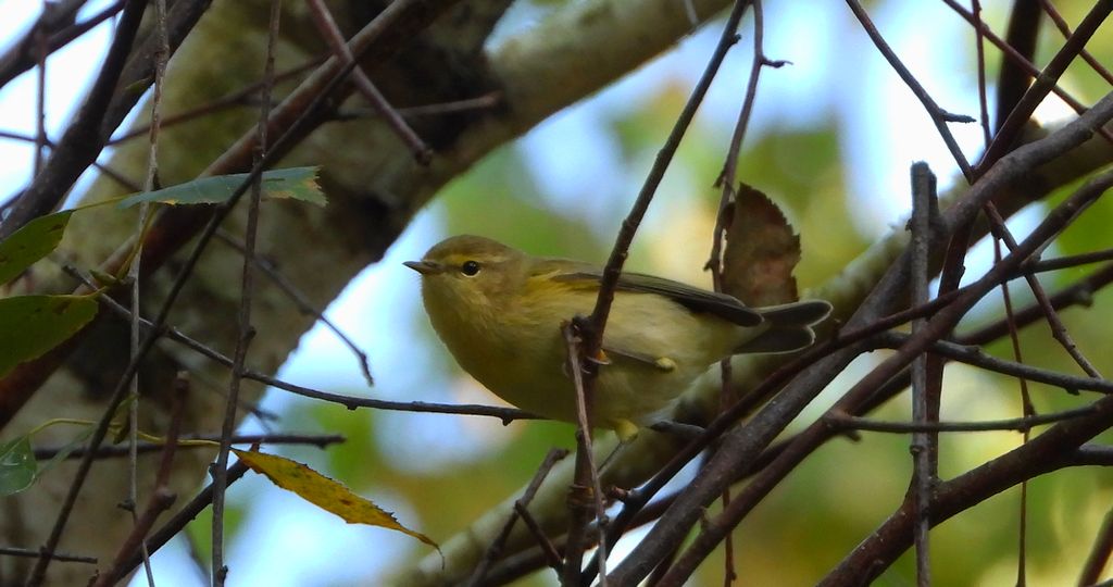 Piecuszek (Phylloscopus trochilus)