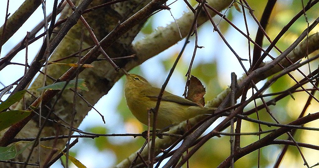 Piecuszek (Phylloscopus trochilus)