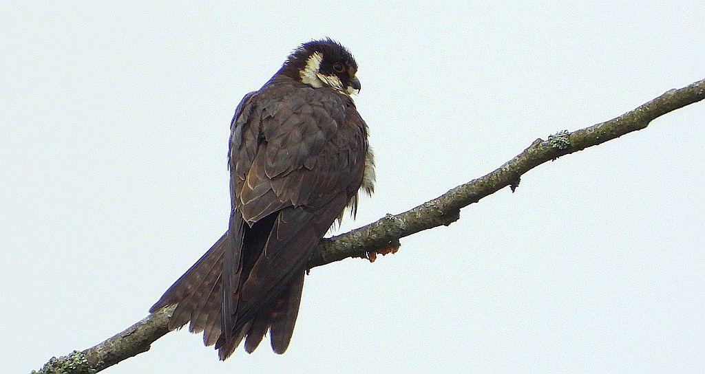 Kobuz, sokół kobuz, sokół leśny, sokolik drzewiec (Falco subbuteo)
