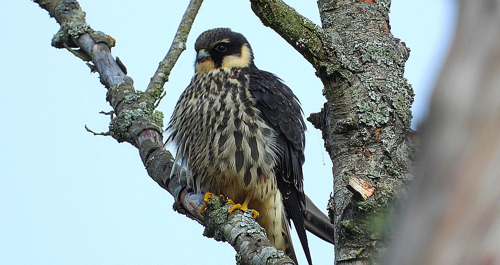 Kobuz, sokół kobuz, sokół leśny, sokolik drzewiec (Falco subbuteo)