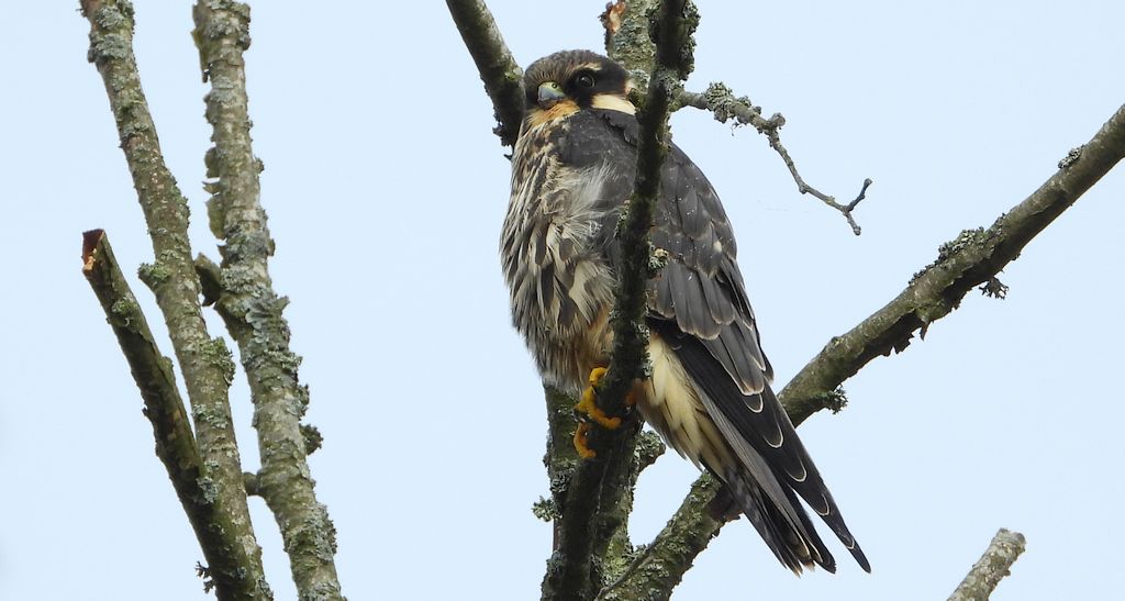 Kobuz, sokół kobuz, sokół leśny, sokolik drzewiec (Falco subbuteo)