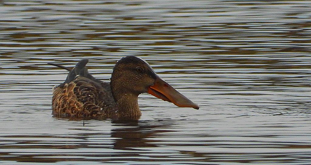 Płaskonos zwyczajny, płaskonos (Spatula clypeata)