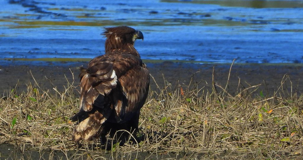 Bielik, bielik zwyczajny, orzeł bielik, birkut (Haliaeetus albicilla)