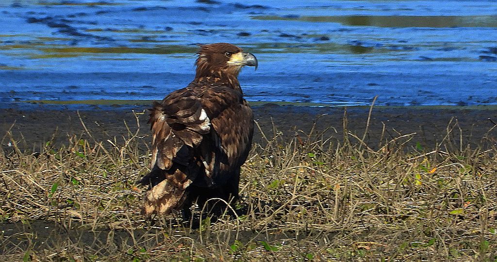 Bielik, bielik zwyczajny, orzeł bielik, birkut (Haliaeetus albicilla)