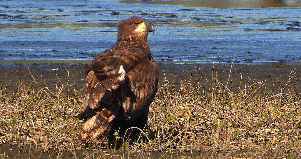 Bielik, bielik zwyczajny, orzeł bielik, birkut (Haliaeetus albicilla)