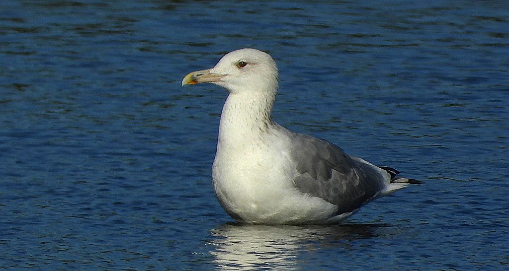 Mewa srebrzysta (Larus argentatus)