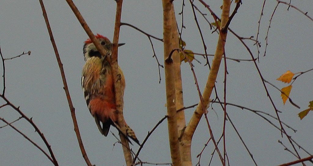 Dzięcioł średni (Dendrocoptes medius)