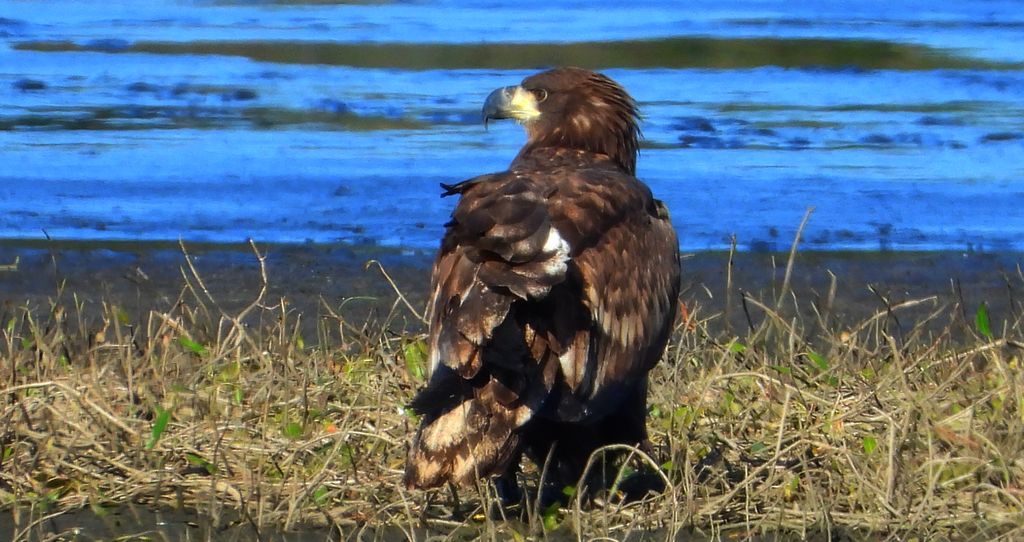 Bielik, bielik zwyczajny, orzeł bielik, birkut (Haliaeetus albicilla)