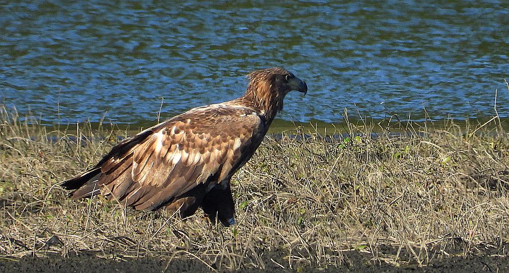 Bielik, bielik zwyczajny, orzeł bielik, birkut (Haliaeetus albicilla)