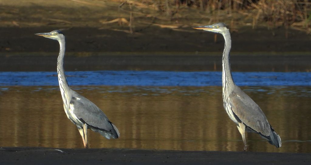Czapla siwa (Ardea cinerea)