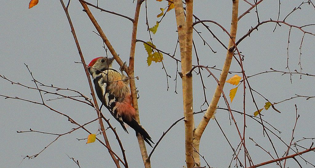 Dzięcioł średni (Dendrocoptes medius)