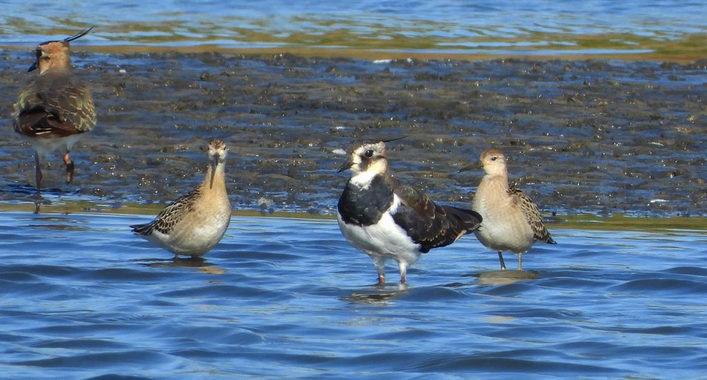 Czajka zwyczajna, czajka, czajka pospolita (Vanellus vanellus) i batalion, bojownik batalion, bojownik zmienny, biegus bojownik, bojownik odmienny (Calidris pugnax)