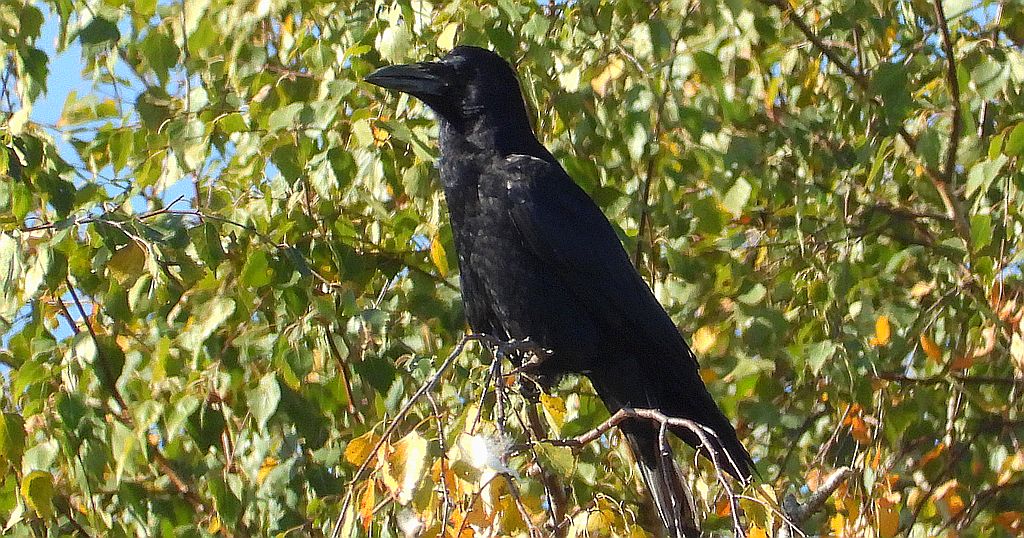 Kruk zwyczajny, kruk (Corvus corax)