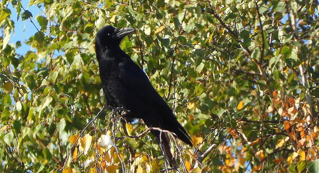 Kruk zwyczajny, kruk (Corvus corax)