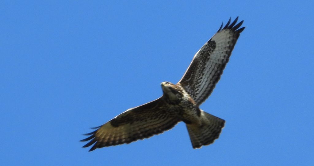 Myszołów zwyczajny, myszołów (Buteo buteo)