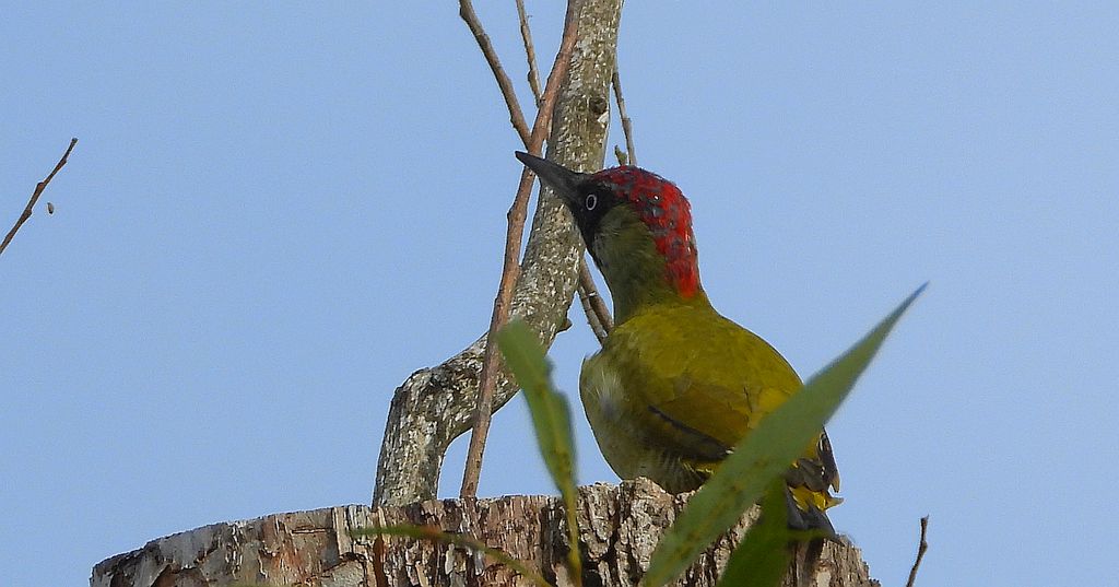 Dzięcioł zielony (Picus viridis)