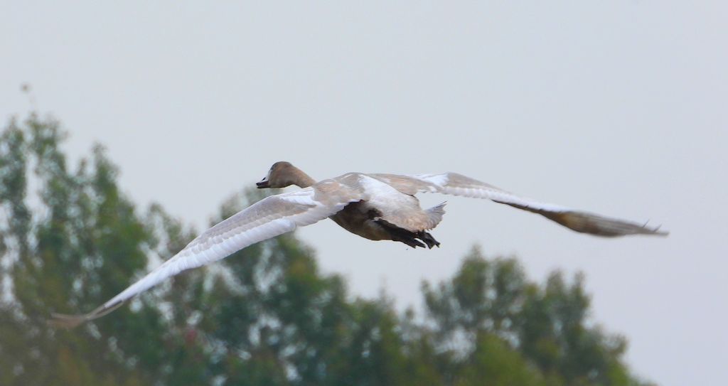 Łabędź krzykliwy (Cygnus cygnus)