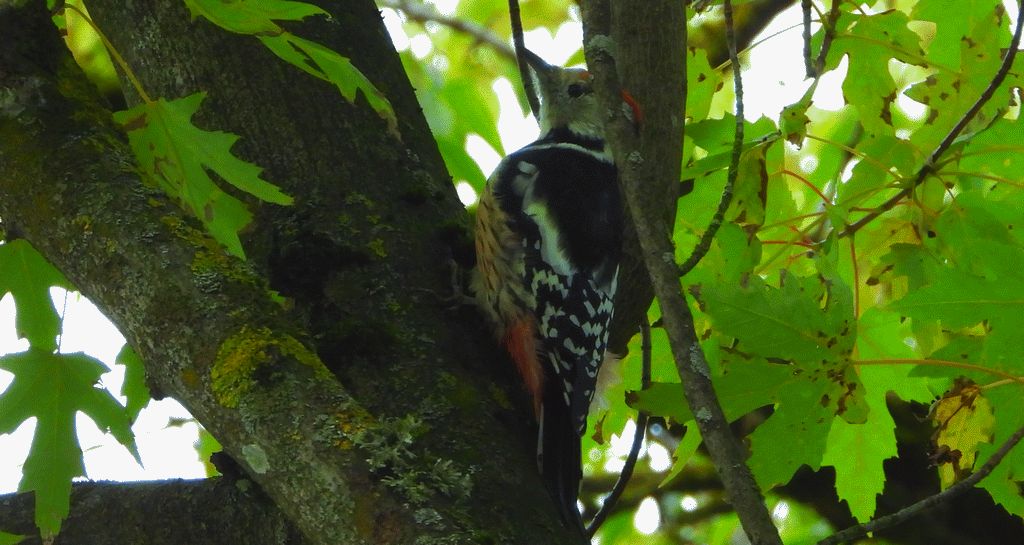 Dzięcioł średni (Dendrocoptes medius)