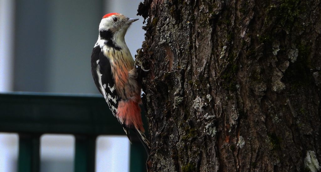 Dzięcioł średni (Dendrocoptes medius)