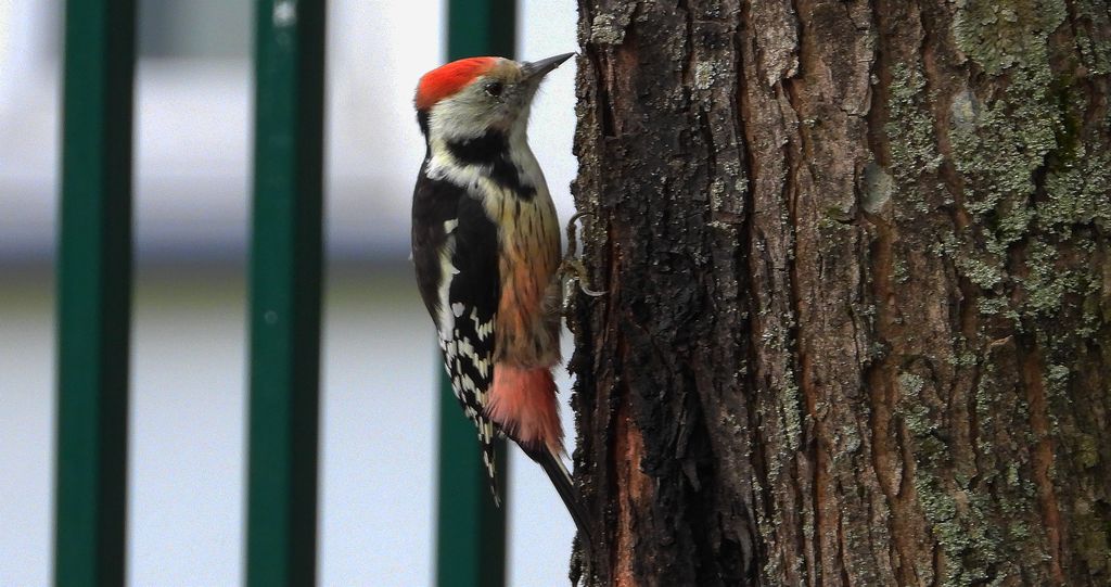 Dzięcioł średni (Dendrocoptes medius)